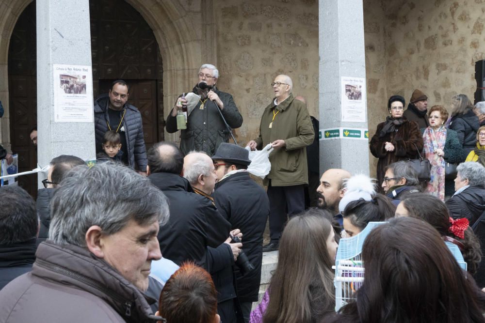 Bendición de animales de San Antón