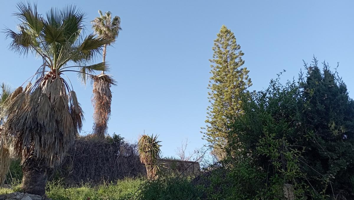 La palmera washingtonia y la araucaria, desde calle Federico, en Pedregalejo, el pasado marzo.