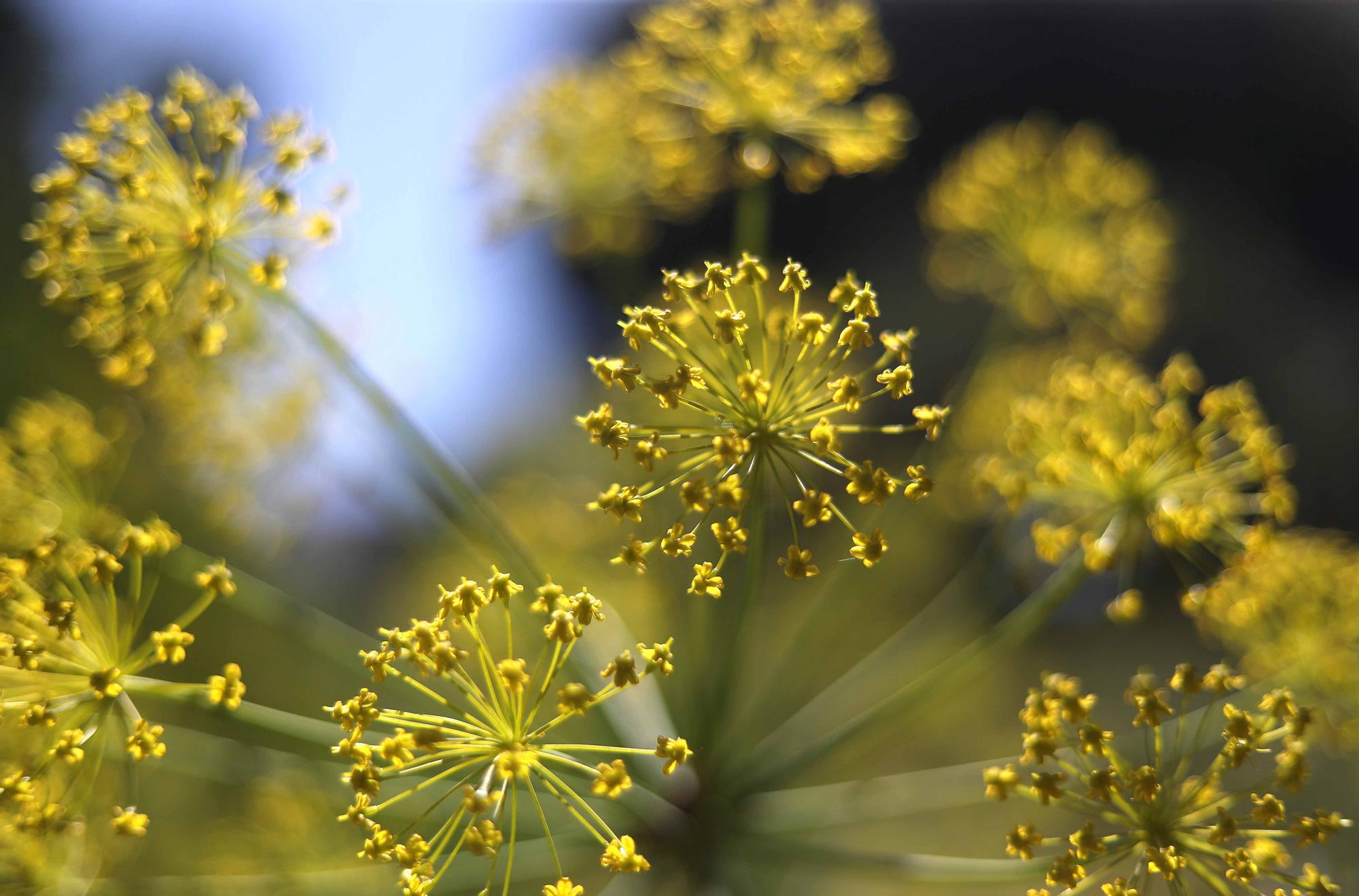 Las flores del Jardín Botánico en primavera