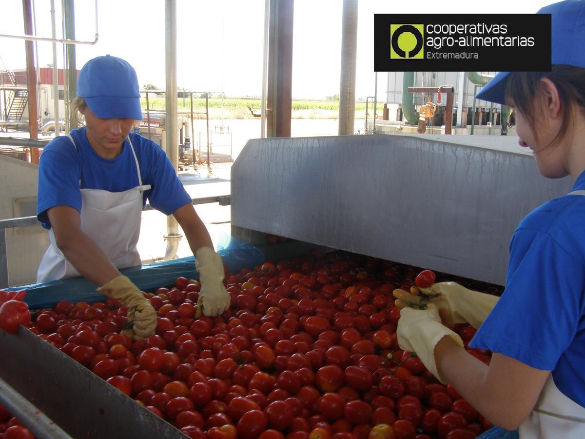 Selección de tomate en una cooperativa extremeña.