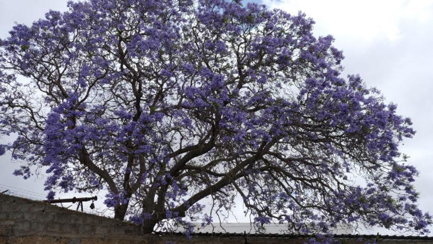 Una jacaranda florece en Arucas, ayer.