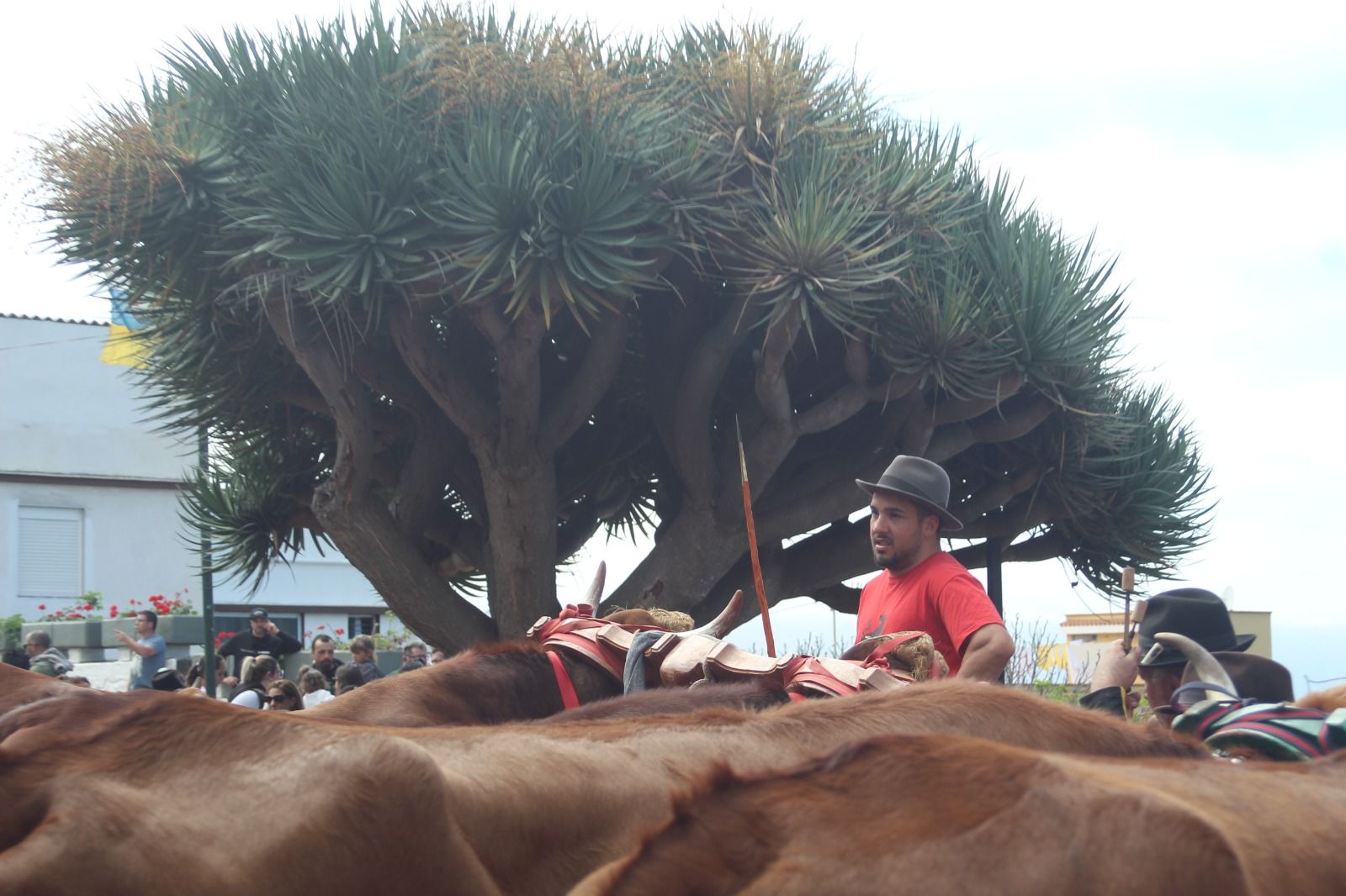 Romería de San Antonio Abad, en La Matanza