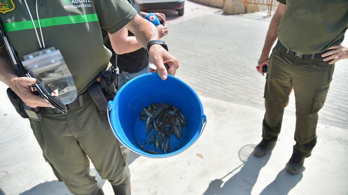 Un agente medioambiental muestra algunos de los peces muertos recogidos esta mañana en San Javier