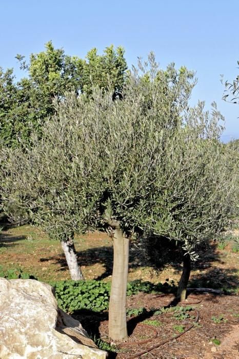 Gartenarchitektin Andi Lechte und Baumexperte Ramón Galmés: Im Februar ist ein Schnitt der "olivos" angesagt. Dies beugt Krankheiten und Schädlingsbefall vor, fördert die Fruchtbildung und erleichtert obendrein die Ernte.