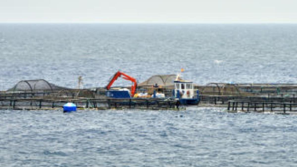 Gabriel Mato exige a la UE que cumplan las medidas para mitigar la crisis en la pesca y la acuicultura