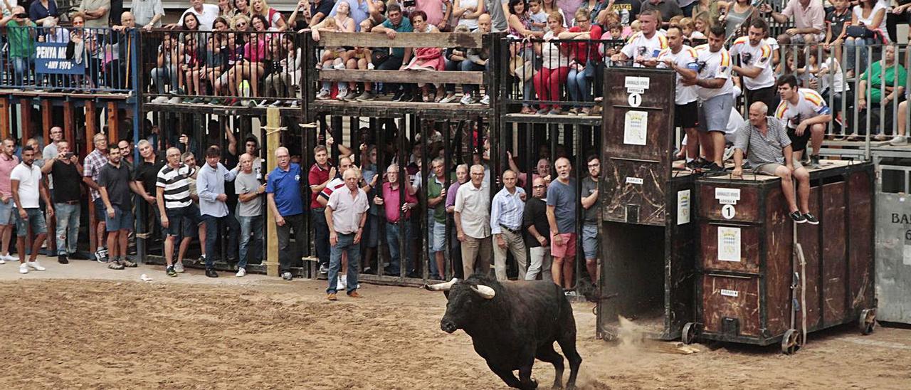 El ‘Bou per la Vila’ volverá a partir de este viernes por la tarde y hasta el domingo, al recinto taurino de Nules, con seis exhibiciones.  | MIRA