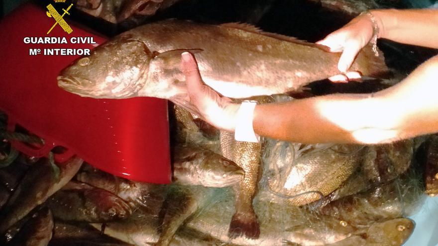 Roban pescado en una piscifactoría de El Gorguel para venderlo a restaurantes de la costa