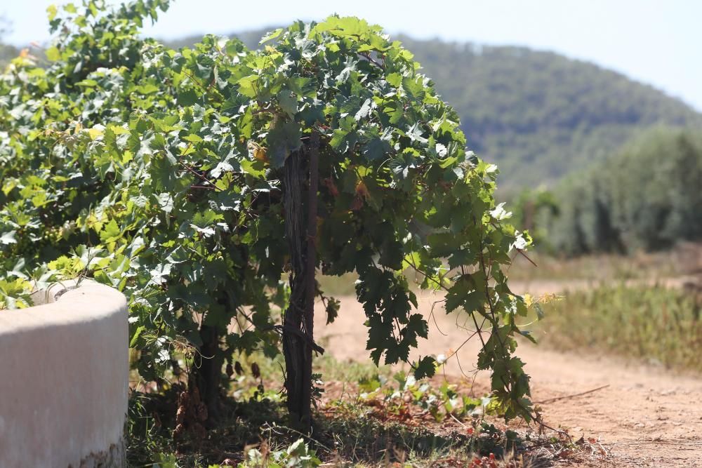 Termina la recolección de uva para el vino blanco