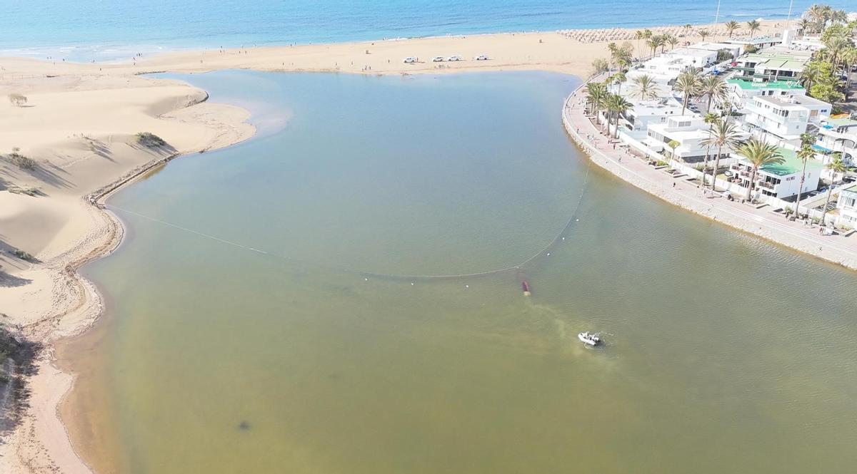 Muestreo en la Charca de Maspalomas.