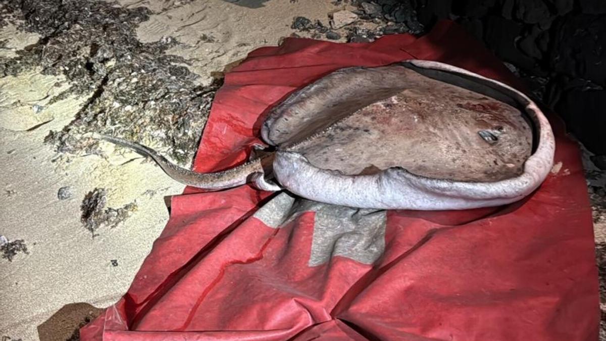 Manta varada en Las Caletas, en el municipio lanzaroteño de Teguise.