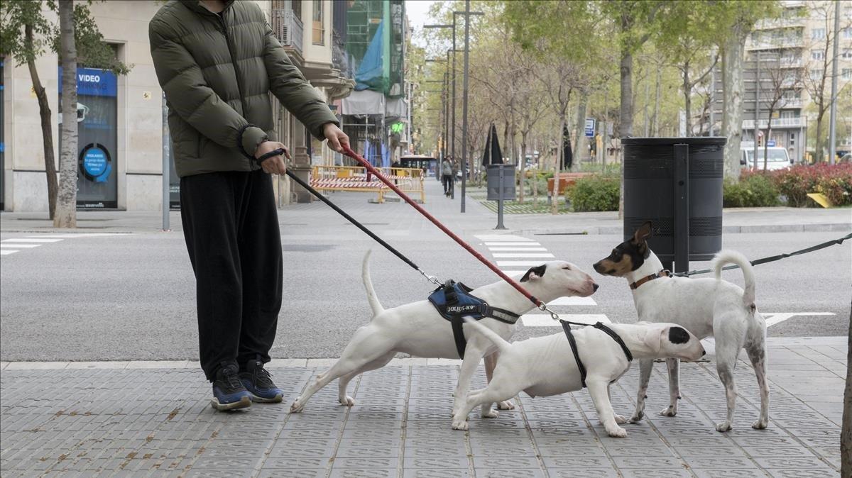 zentauroepp52919517 barcelona 25 03 2020   barcelona  unos perros se saludan en 200325131451