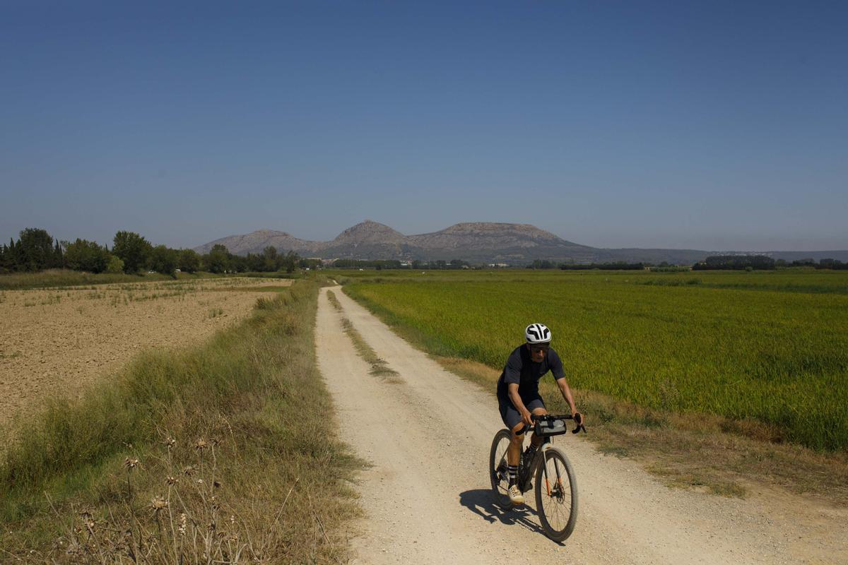 Un ciclista pedalea entre campos de arroz, con el Montgrí al fondo.