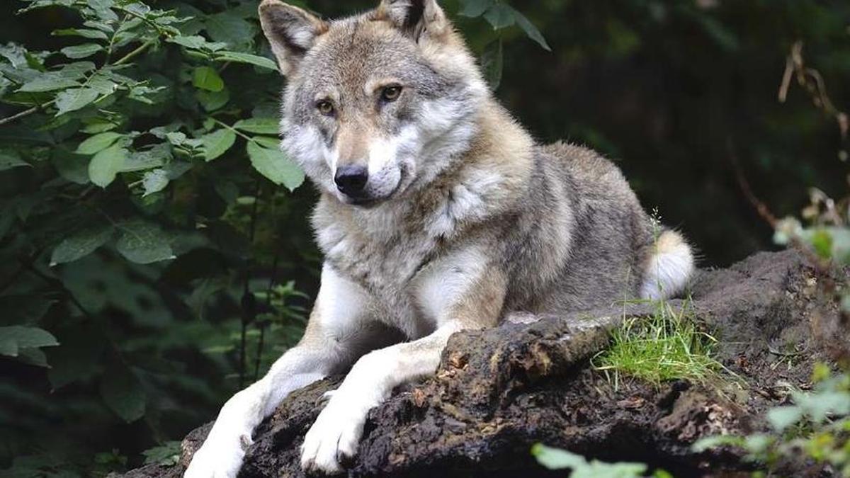 Un lobo.