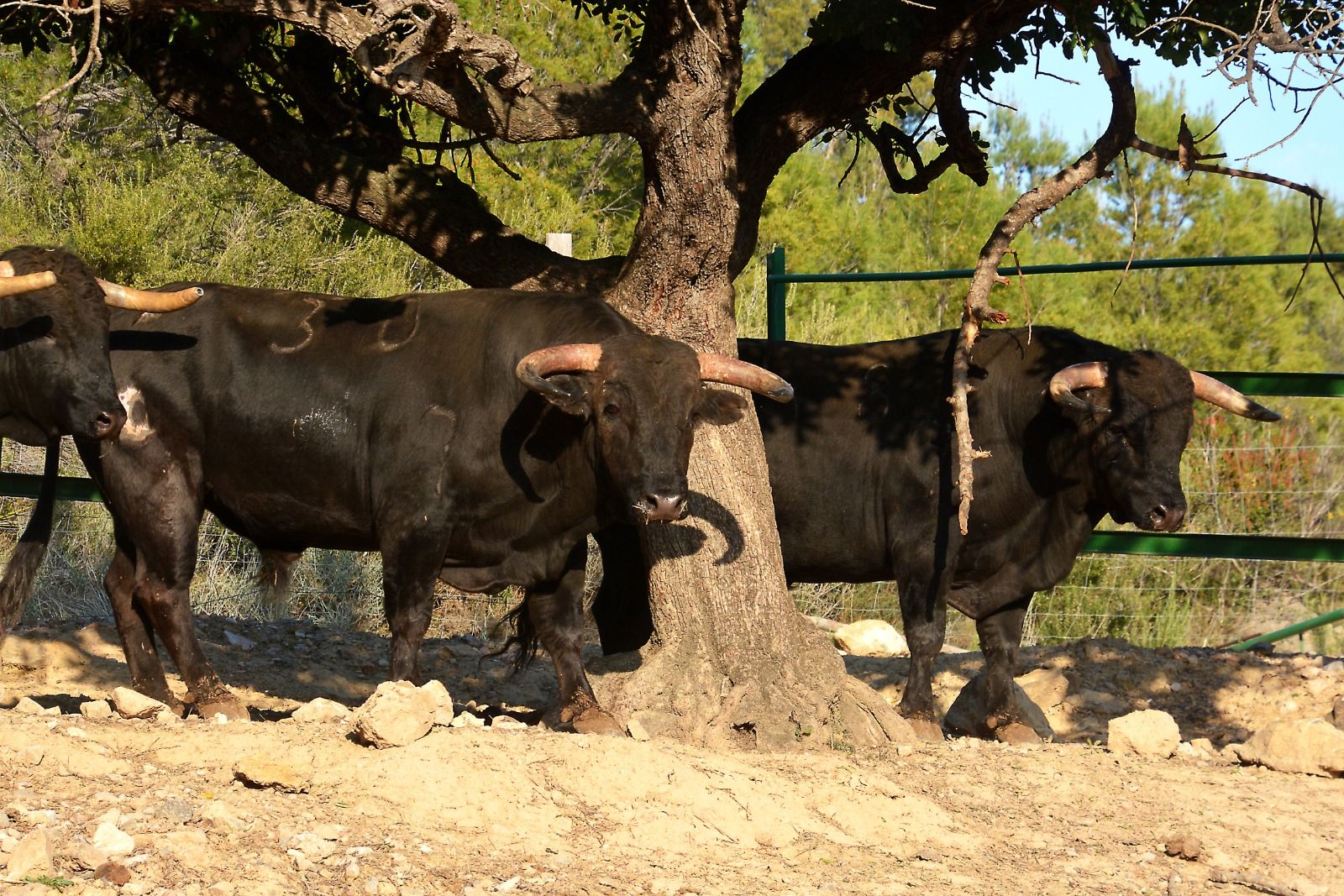 Naturaleza y plenitud: así viven los toros de la ganadería de Daniel Ramos
