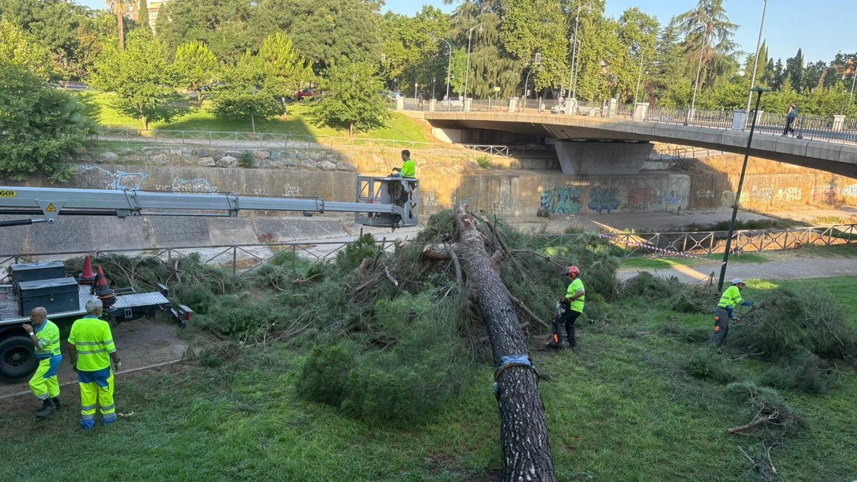 Operarios de Parques y Jardines trabajan en la retirada del pino.