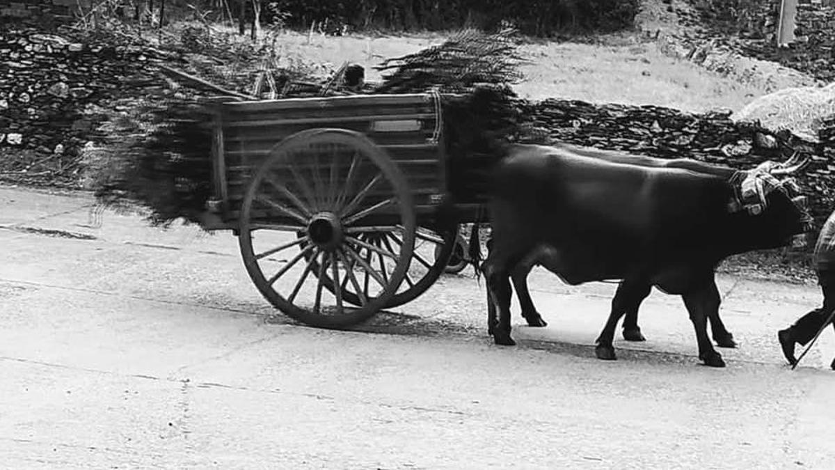 Carro tirado por animales de tracción