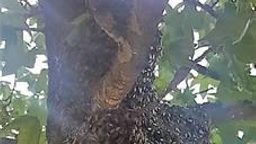 Una colònia de 1.500 abelles obliga a tancar un parc públic de Ripoll