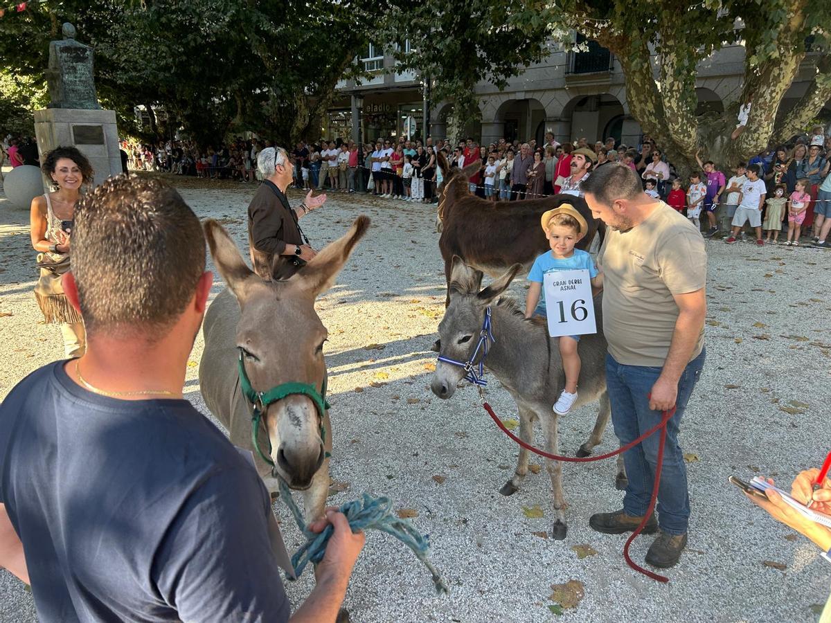 O Gran Derbi Asnal regresa a Padrón en clave de homenaxe aos burros fariñeiros