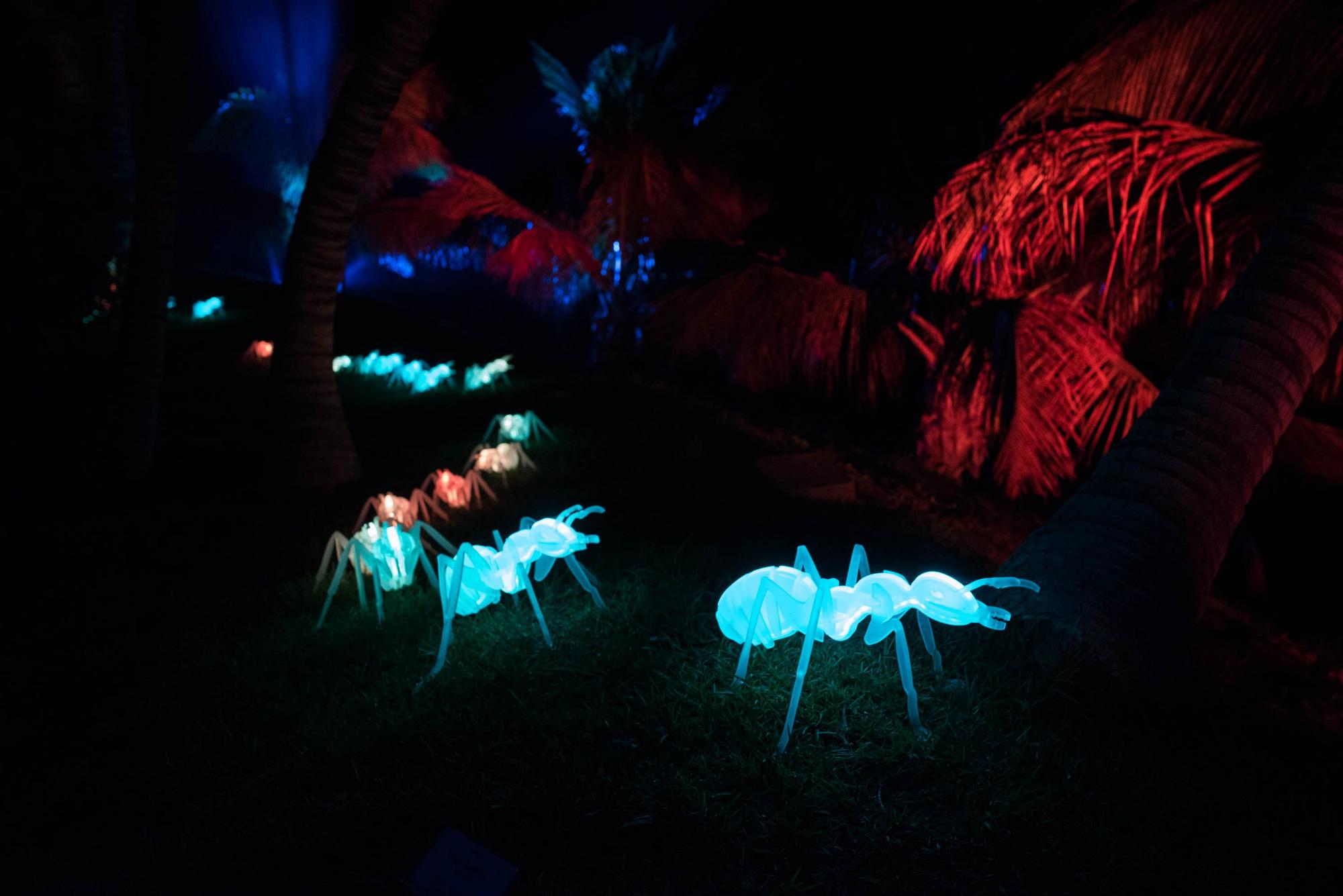 Estreno del espectáculo 'Naturaleza Encendida' en el Palmetum