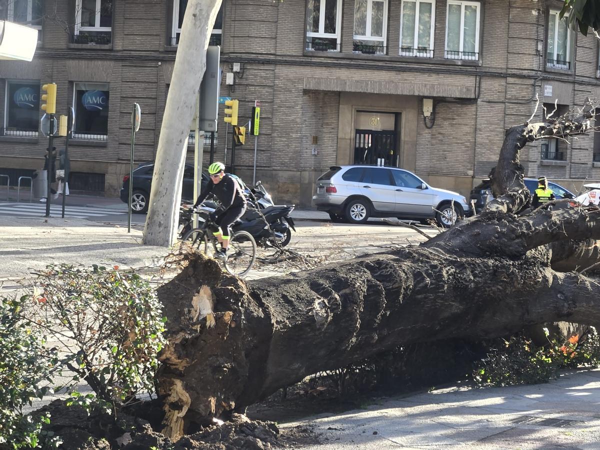 En imágenes I Cae un árbol de grandes dimensiones en Zaragoza