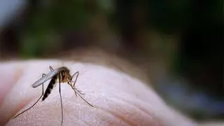 Adiós a los mosquitos en la terraza: este es el sorprendente truco con el que lograrás ahuyentarlos