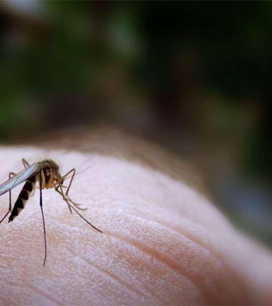 Cómo distinguir una picadura de mosquito, avispa o araña este verano (y qué hacer en cada caso)