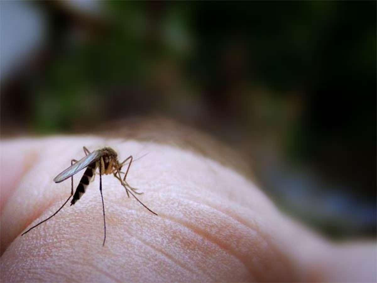 Los mosquitos se sienten atraídos por rojos, naranjas y negros