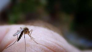 Adiós a las mosquiteras: el invento de Ikea por menos de 7 euros para dormir tranquilo en verano