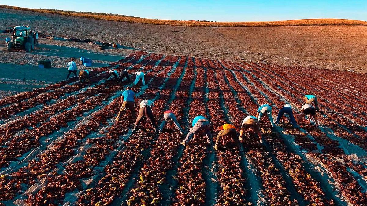 Empleados de Bodegas Robles depositan los racimos de uva en la pasera ubicada en el paraje santaellense de Villargallegos. | JOSÉ ANTONIO AGUILAR