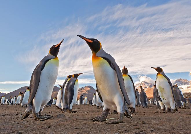 Estas son las principales especies de pingüinos en la Antártida