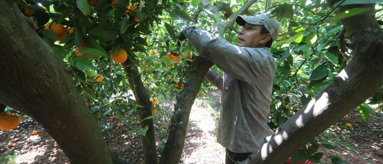 Un trabajador recoge naranjas en un huerto de Castellón