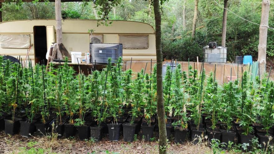 Una de les plantacions de marihuana |