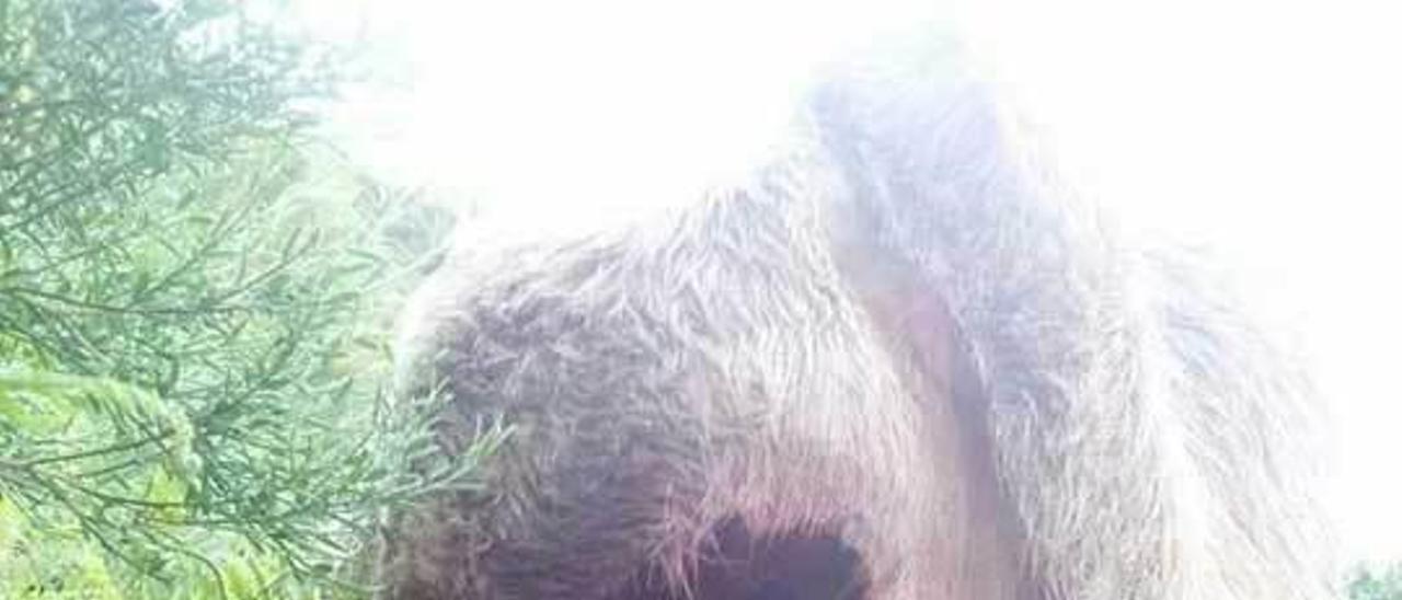 Una ternera atacada por lobos el pasado verano en Caso.