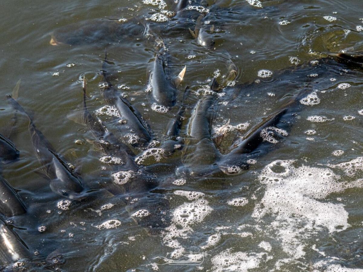 FOTOS | La mortandad de peces y fauna en el Riuet de s'Illot, en imágenes FOTOS | La mortandad de peces y fauna en el Riuet de s'Illot, en imágenes