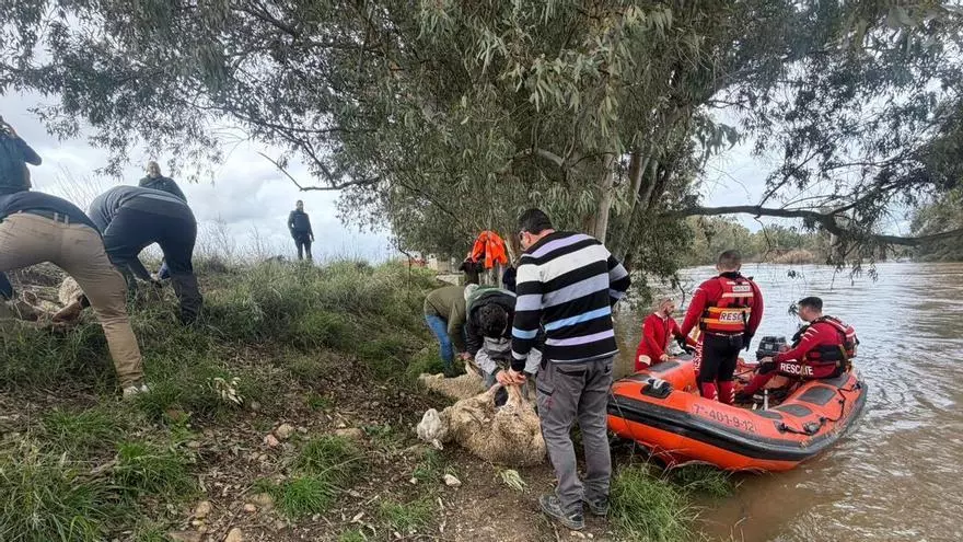 Video | Cruz Roja salva en lancha al rebaño de ovejas atrapado en el Guadiana