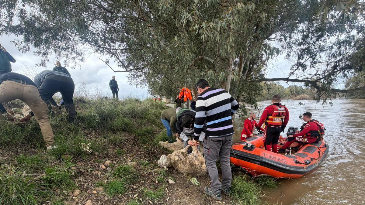 Video | Cruz Roja salva en lancha al rebaño de ovejas atrapado en el Guadiana