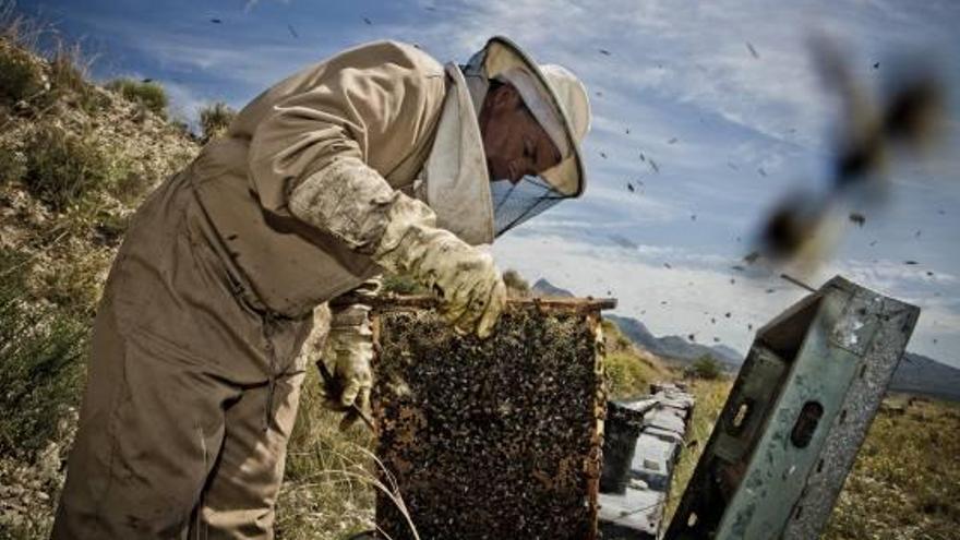 Agricultores de la provincia piden al Consell prevenir los peligros de la avispa asiática