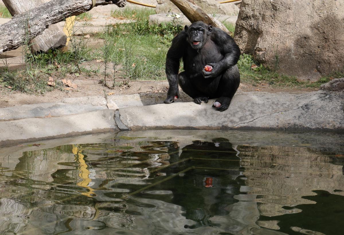 BARCELONA 10/08/2023 Barcelona Acciones que hacen los cuidadores de los animales del Zoo para paliar las altas temperaturas. Calor en el zoo. A los gorilas les han dado paraguayos y otras frutas congeladas , a las mangostas gusanos dentro de cubitos de hielo y a los elefantes pan , frutas y verduras congeladas acompañados de una ducha de agua fresca FOTO ELISENDA PONS