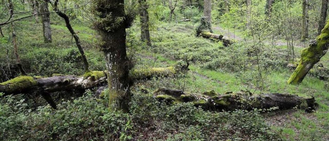 La maleza invade los senderos y otros espacios visitables del bosque de Catasós . // Bernabé/Javier Lalín