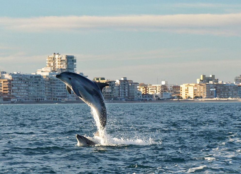 Las espectaculares imágenes de delfines frente a El Perelló