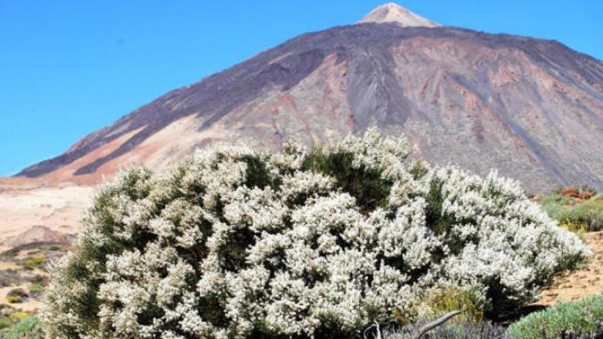 Parque Nacional del Teide