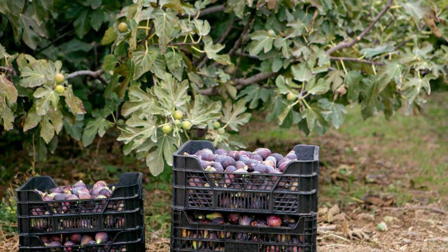 Cajas de higos en el campo.