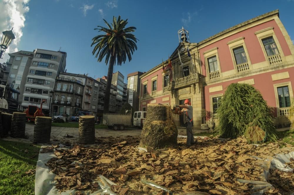 Palmera Vilagarcía