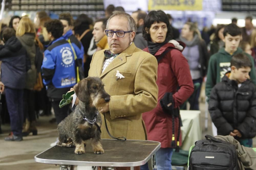 La exposición canina vuelve a contagiar la fiebre perruna en Vigo