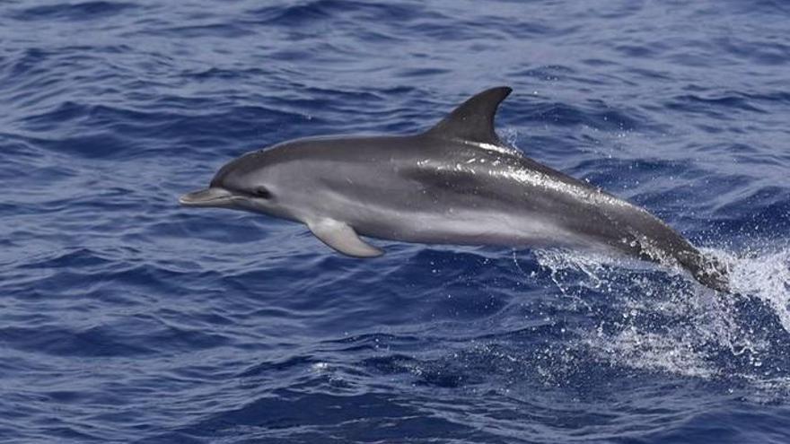 Investigadores avistan 2.300 delfines moteados en aguas de Canarias