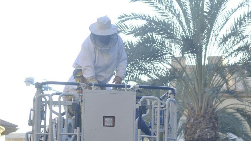 Las abejas irrumpen en la Plaça de Baix antes de las procesiones