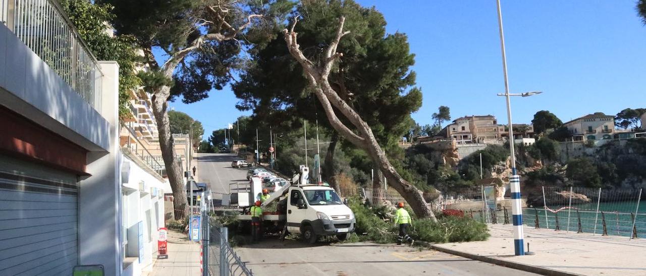 Indignación por la tala de pinos centenarios en la primera línea de Porto Cristo