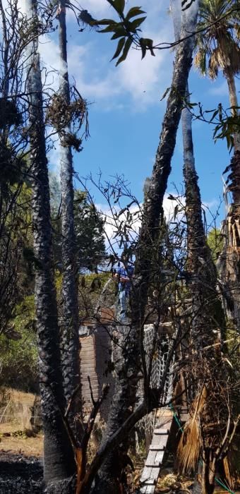 Incendio de cuatro palmeras en Bandama