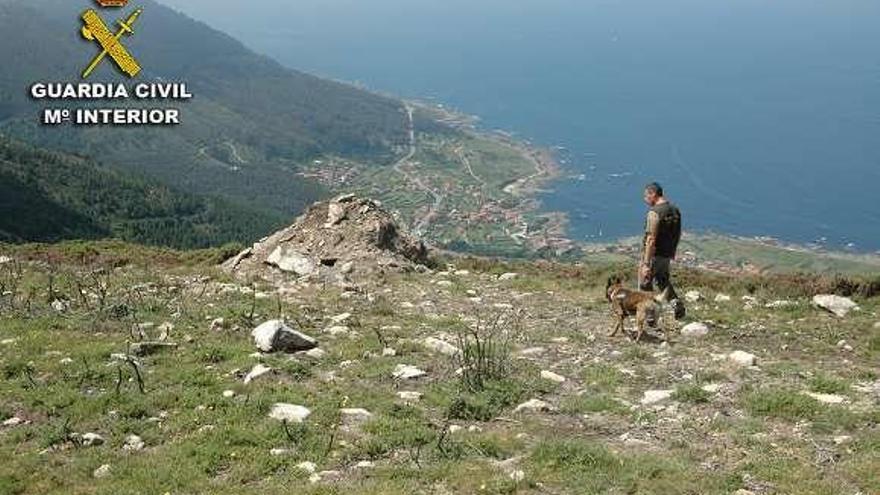 Arriba, un agente con un perro detector de veneno y, abajo, la carne y el potente tóxico. // G.C.