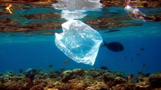 Sí funciona: prohibir o cobrar las bolsas de plástico reduce hasta un 47% su presencia en el mar